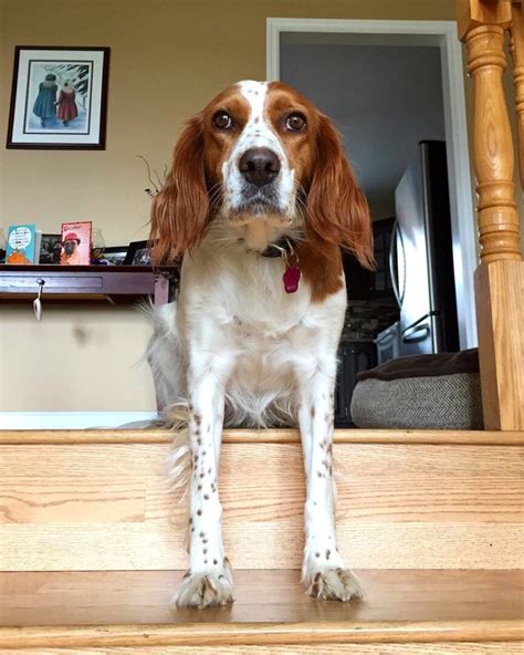 brittany sette|brittany dog pictures.